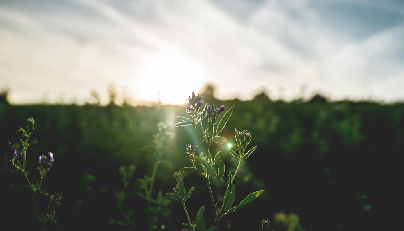 https://images.pexels.com/photos/1167355/pexels-photo-1167355.jpeg?cs=srgb&dl=pexels-artur-roman-158558-1167355.jpg&fm=jpg