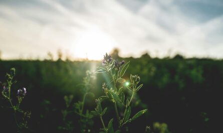 https://images.pexels.com/photos/1167355/pexels-photo-1167355.jpeg?cs=srgb&dl=pexels-artur-roman-158558-1167355.jpg&fm=jpg