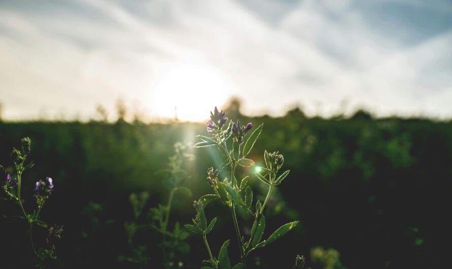 Developing a Morning Routine to Start Your Day with Positivity, Confidence, and Self-Affirmation